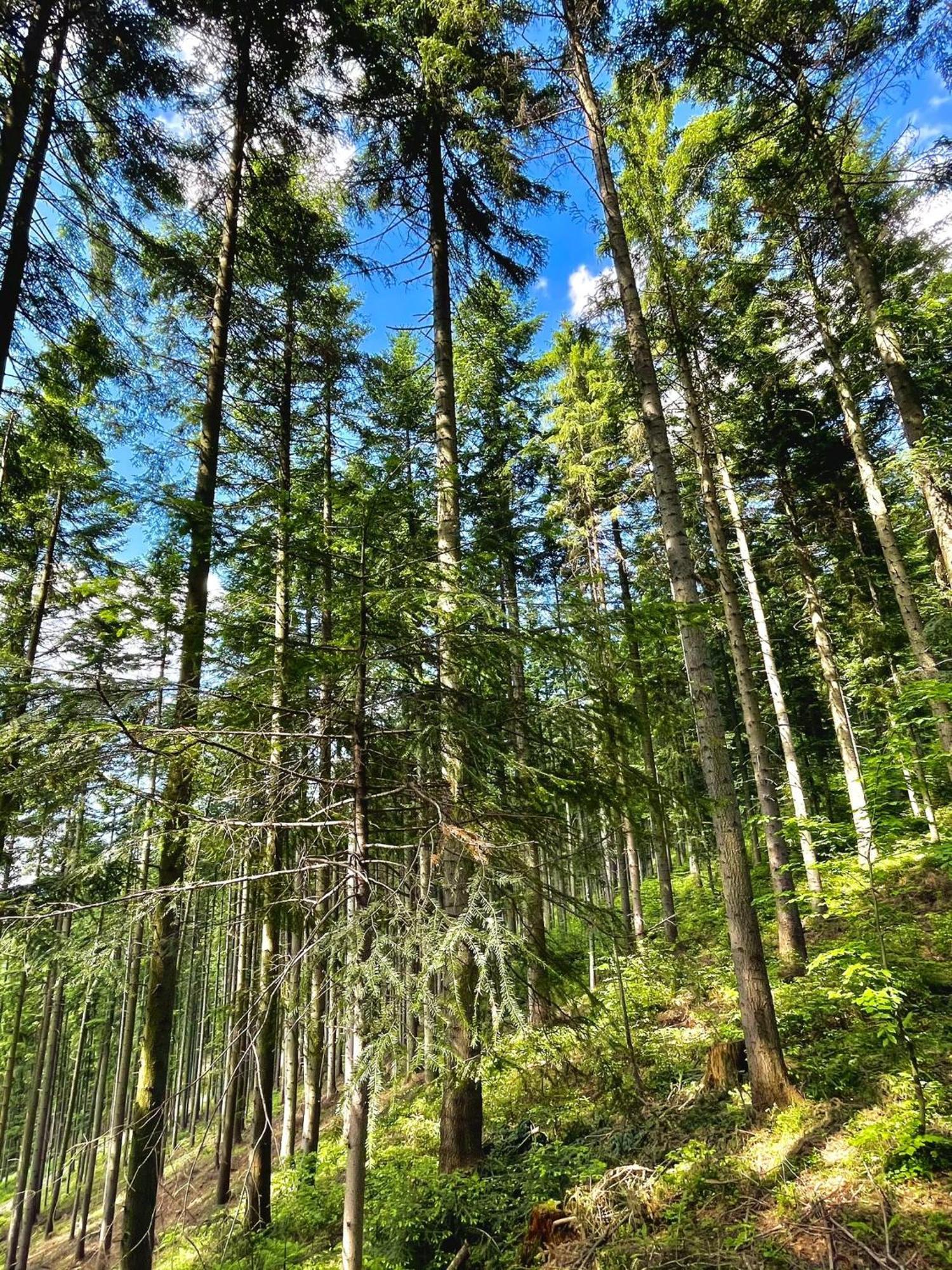 Vila Przystanek Madejowa Jeleśnia Exteriér fotografie